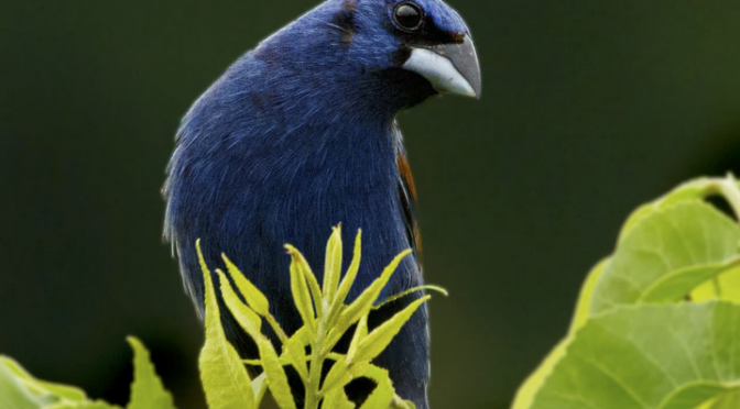 Blue Grosbeaks in central NC